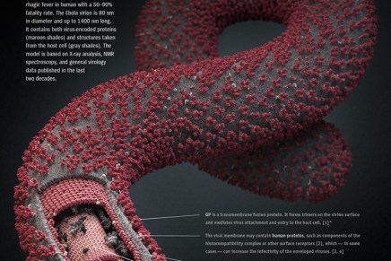 Thomas Jefferson University Researchers Hope to Fight Ebola Using Rabies&nbsp;Vaccine