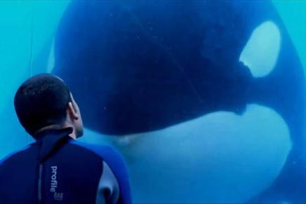 Why is SeaWorld giving politcal money to Pennsylvania&nbsp;lawmakers?